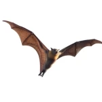 Bat