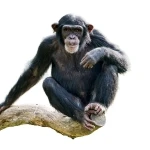 Chimpanzee