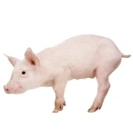 Pig