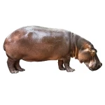 Hippopotamus