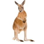 Kangaroo