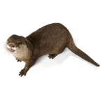 Otter