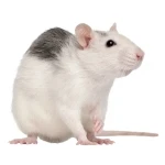 Rat