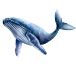 Whale